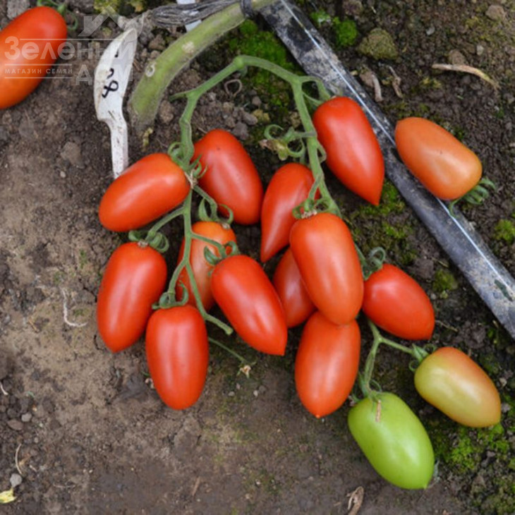 Візард F1 / Vizard F1 фото 3