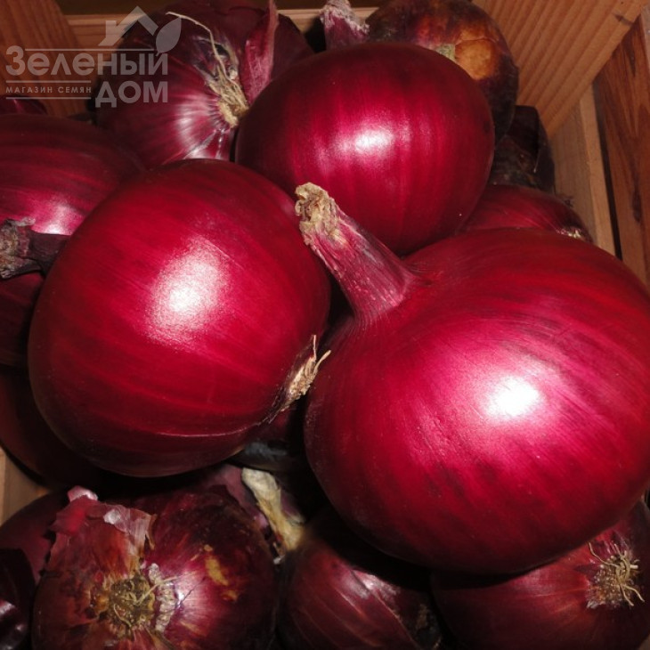 Монастрел F1 / Monastrell F1,90-95 днів фото 2