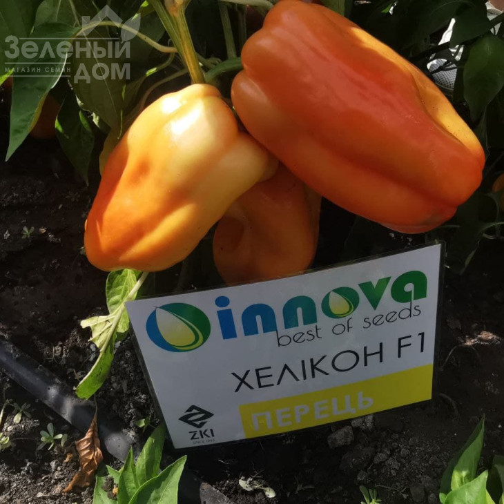 Хелікон F1 / Helikon F1,70-75 днів фото 4