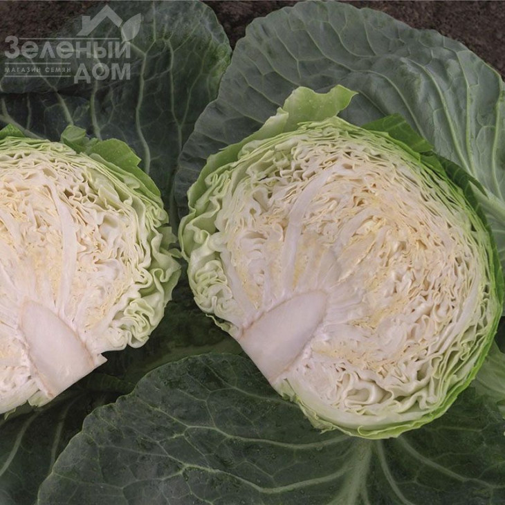 Конкерор F1 / Conqueror F1,66 днів фото 2