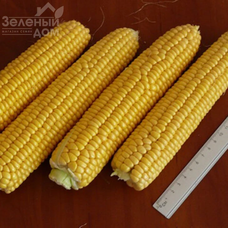 Раннее Наслаждение F1 / Rannee Naslazhdenie F1,68 дней фото 3