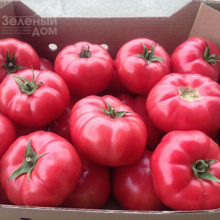 Сапфир F1 / Sapphire F1,95 дней фото 1