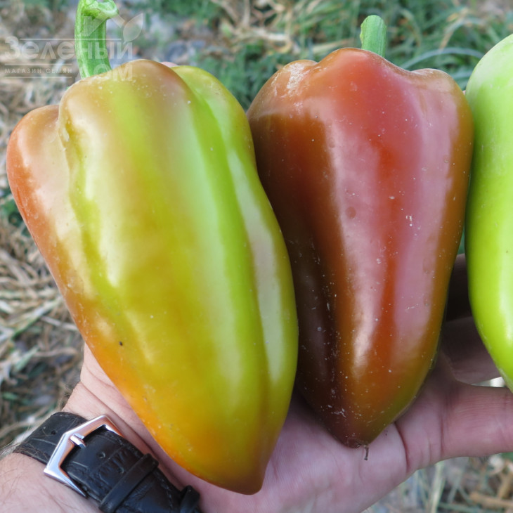 Сенатор F1 / Senator F1 фото 2