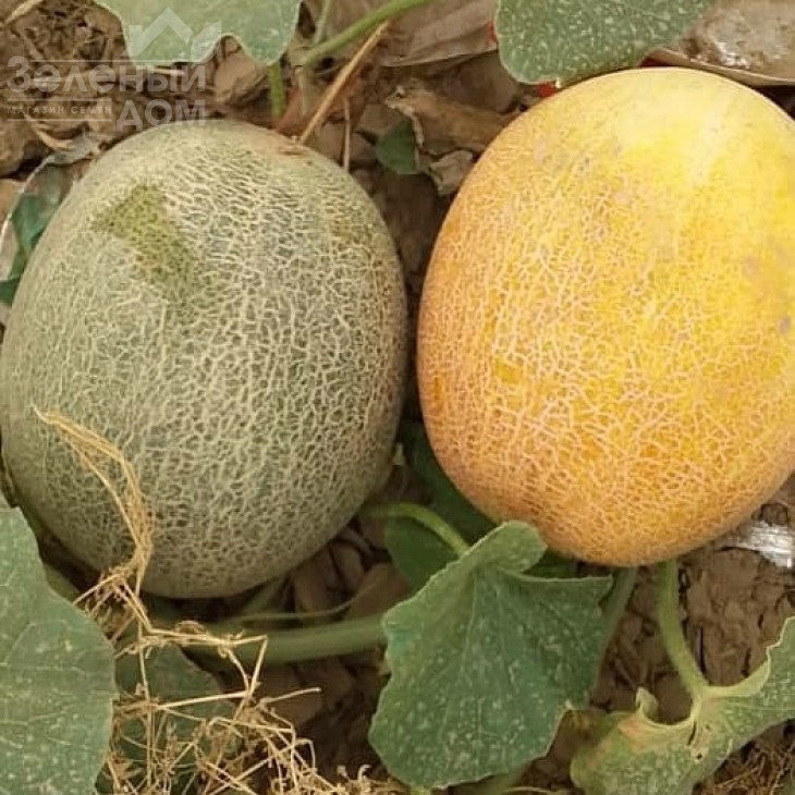 Баллу / Ballu фото 1