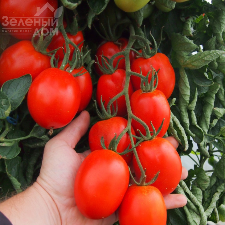 Сонет F1 / Sonet F1 фото 2