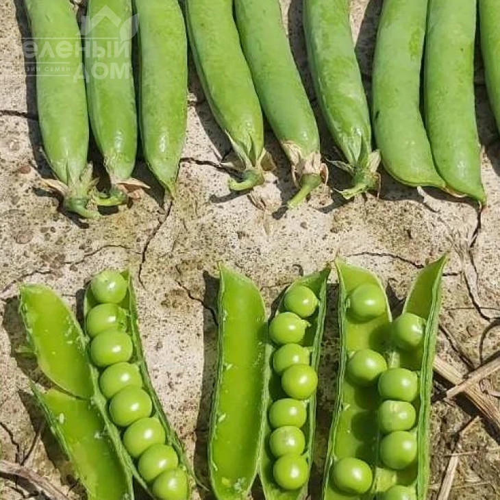 Липтон / Lipton  фото 1