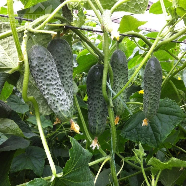 Сигурд F1 / Sigurd F1,35-45 дней фото 1