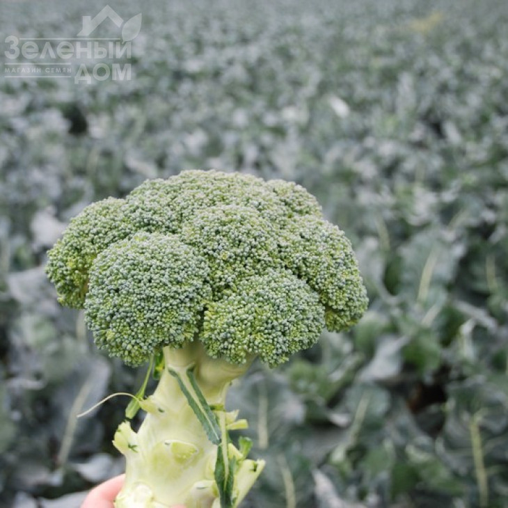 Корос F1 / Koros F1,55-65 днів фото 6