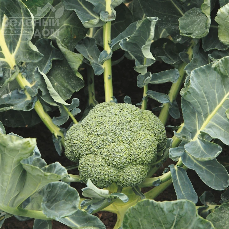 Батори F1 / Batory F1,70-75 дней фото 2