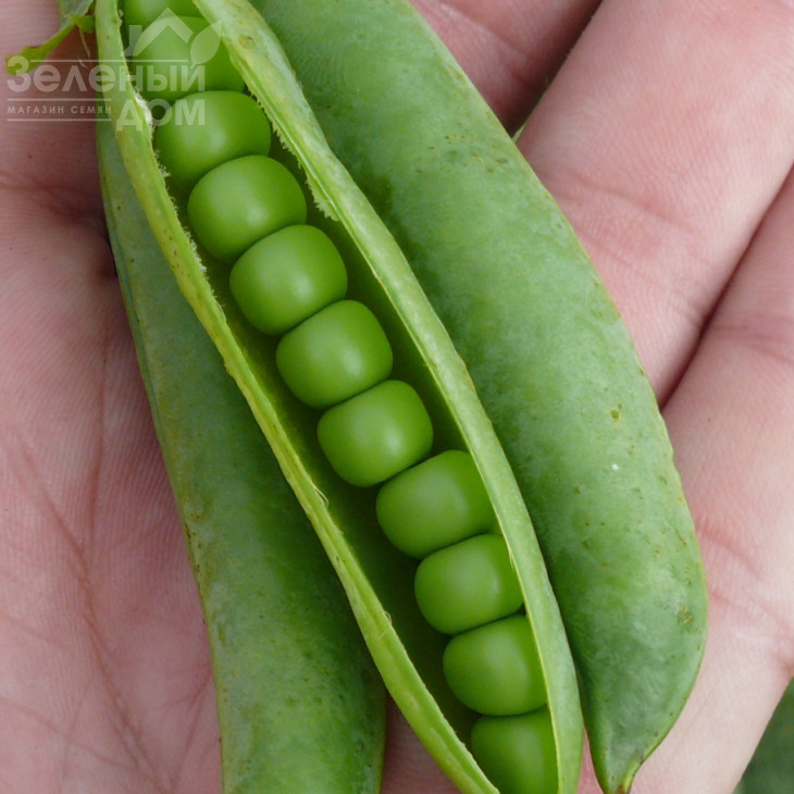 Мегасайз / Megasayz, 55-60 днів фото 2