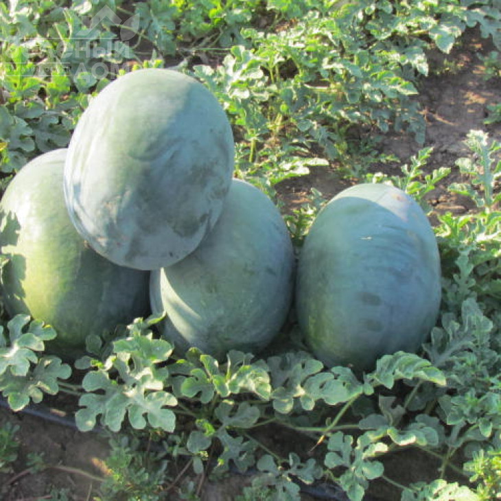 ЛС 1802 F1 / LS 1802 F1 фото 1