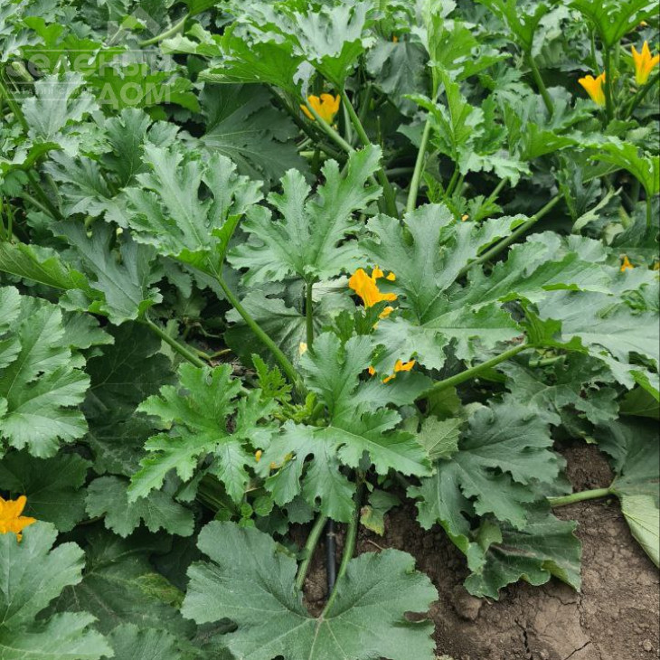 Мерлін (INX 10554) F1 / Merlin (INX 10554) F1 фото 6