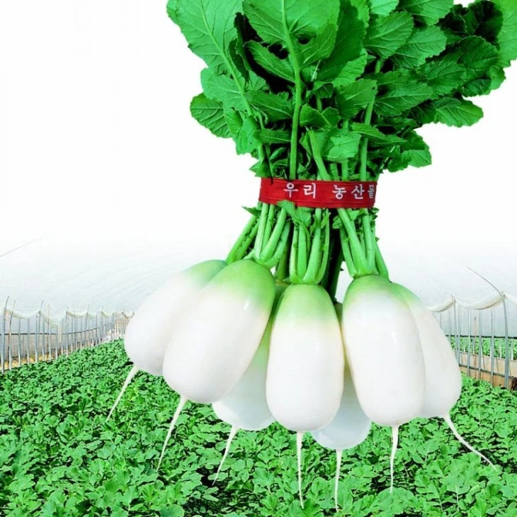 Аккорд (СаммерБриз) F1 / Accord (SummerBreez) F1,55-60 дней фото 1