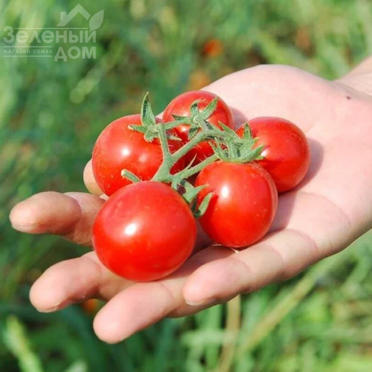 Кимберлино F1 / Kimberlino F1,118 дней фото 1