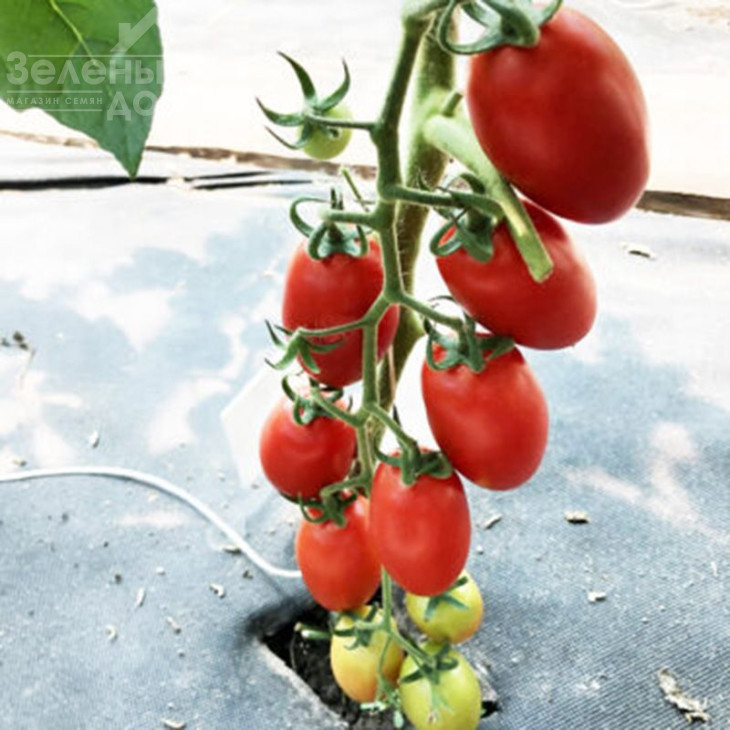 Візард F1 / Vizard F1 фото 4