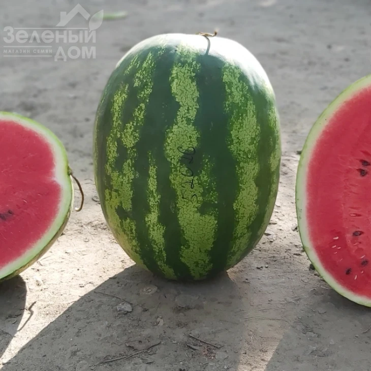 Бомбейро F1 / Bombeiro F1 фото 1