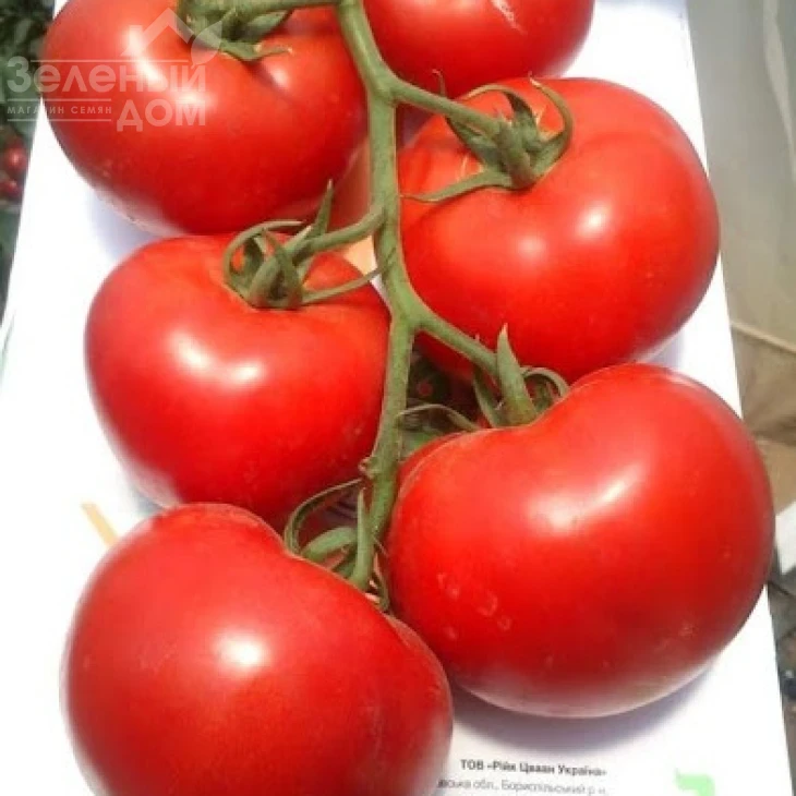 Лилос F1 / Lilos F1,90-100 дней фото 1