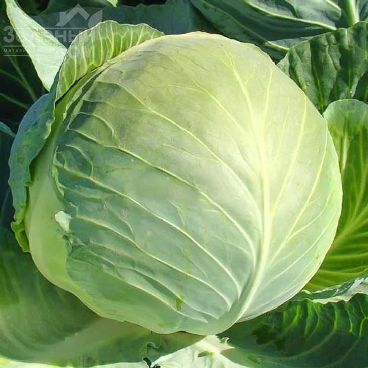 Харьковская зимняя / Kharkovskaya zimnyaya фото 1