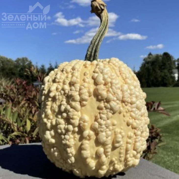 Попкорн F1 / Popcorn F1  фото 1