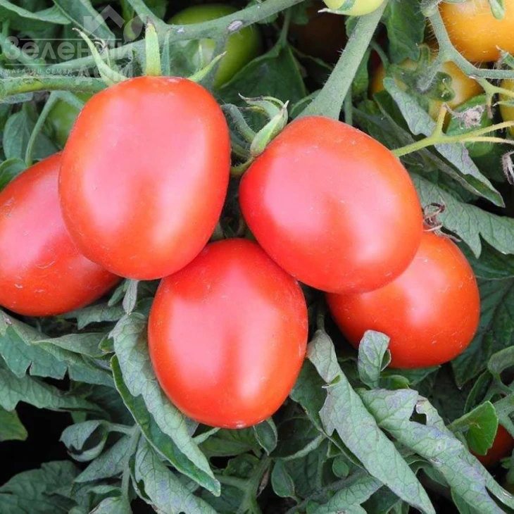 Бриксол F1 / Briksol F1, 92-94 дня фото 1