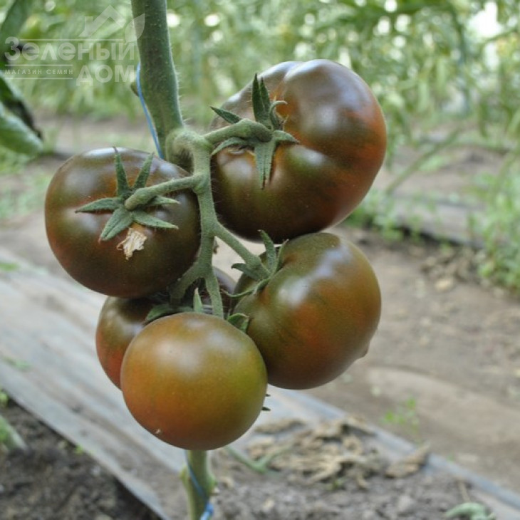 Бронсон F1 / Bronzon F1,70 днів фото 3