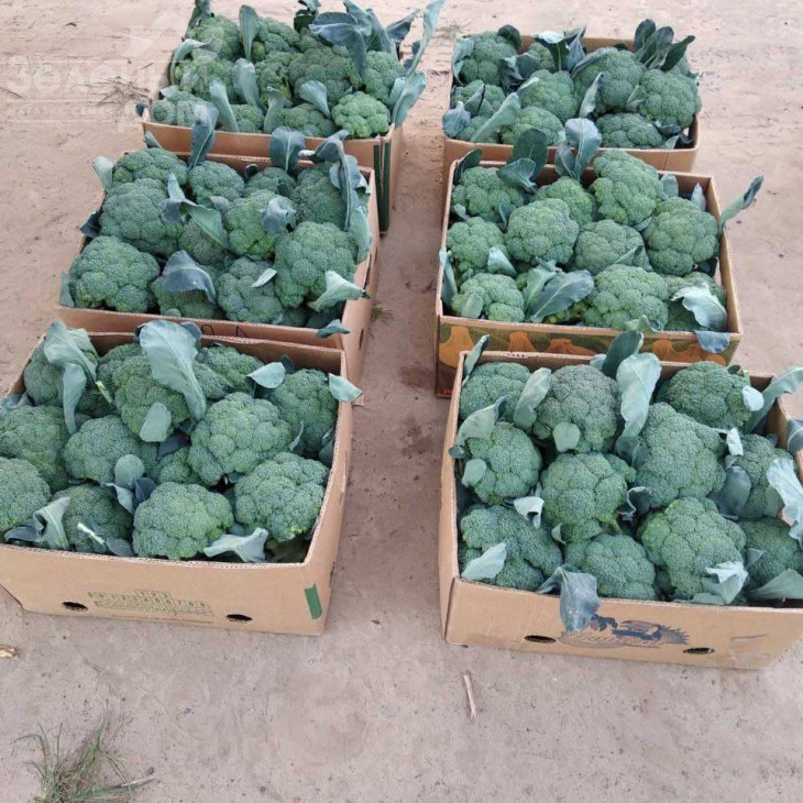 Куско F1 / Kusko F1, 63-67 днів фото 1