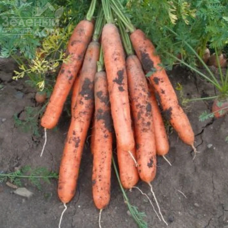 Ярана F1 / Jarana F1,90-100 дней фото 1