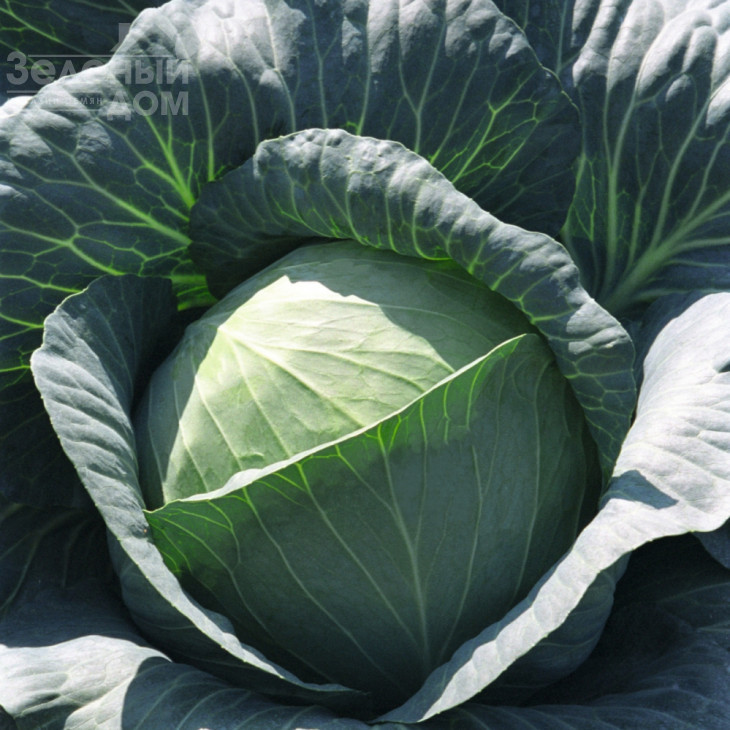 Трансам F1 / Transam F1,128 днів фото 1