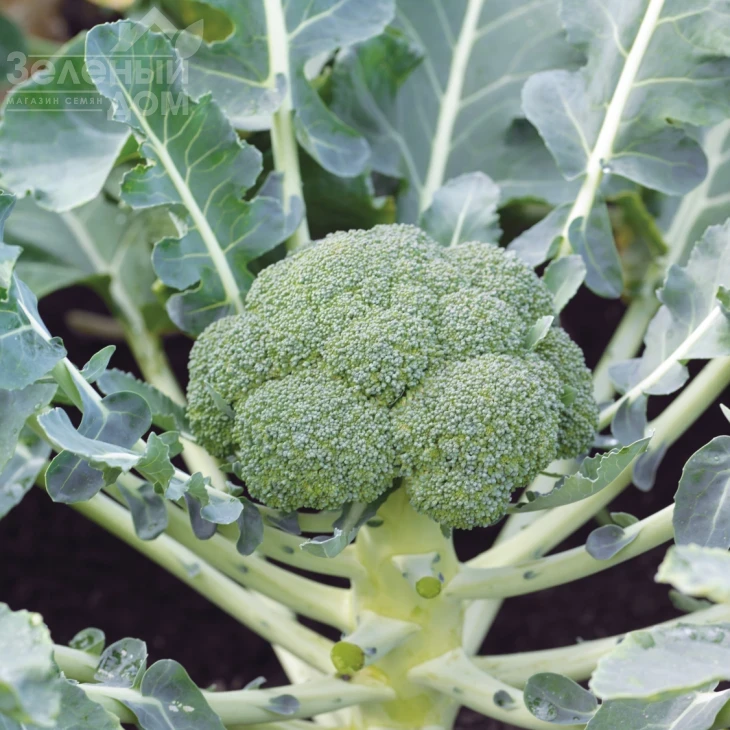 Монако F1 / Monaco F1,75-80 дней фото 2