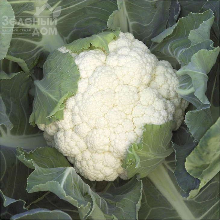 Опал / Opaal,55-60 днів фото 2