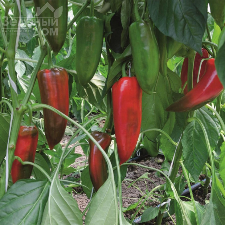 Хан F1 / Khan F1,100 днів фото 2