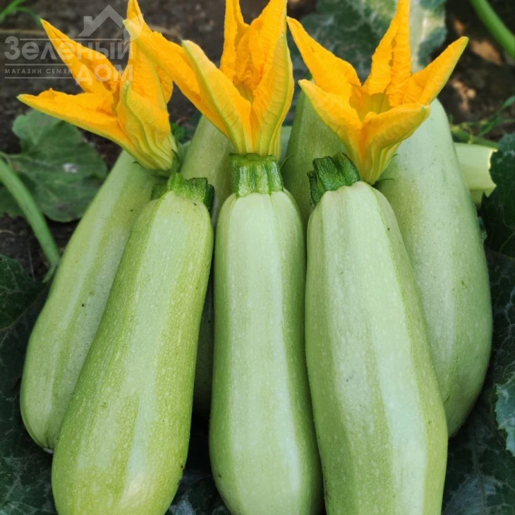 Самира F1 / Samira F1, 40-45 дней фото 4