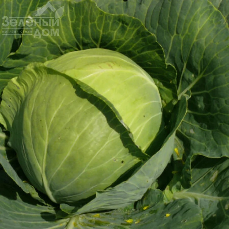 Пасадена F1 / Pasadena F1,50-55 дней фото 1