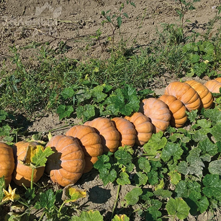 Маноск F1 / Manosk F1,110-115 дней фото 3