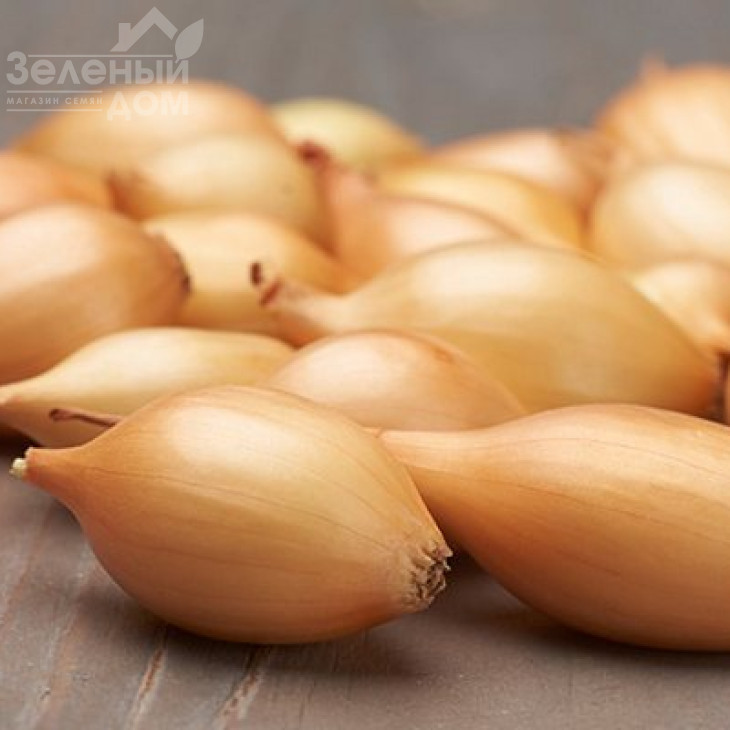 Еліста / Elista,100-110 днів фото 1