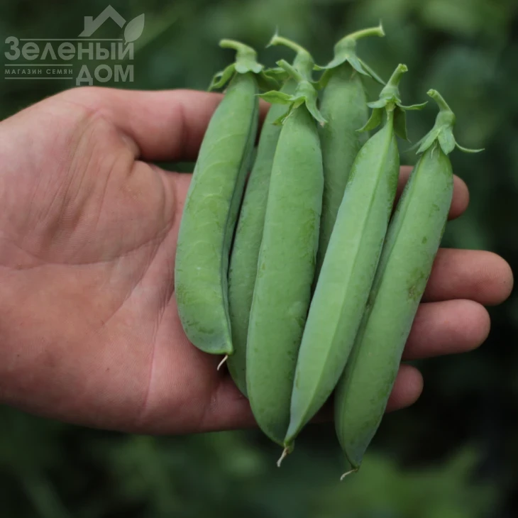 Роялсайз / Royalsayz фото 6