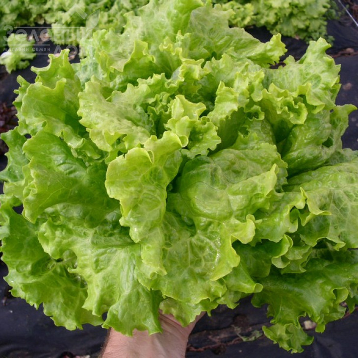 Афіціон / Aficion фото 1