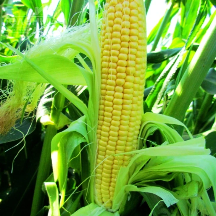 ЛС 779 F1 / LS 779 F1 фото 1