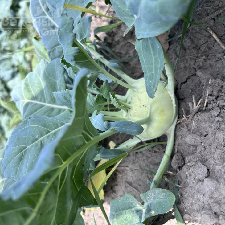 Квик Стар F1 / Kvik Star F1 фото 3