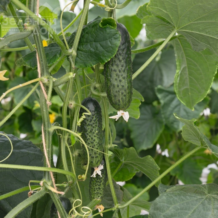 Атик F1 / Atik F1,38-40 дней фото 1