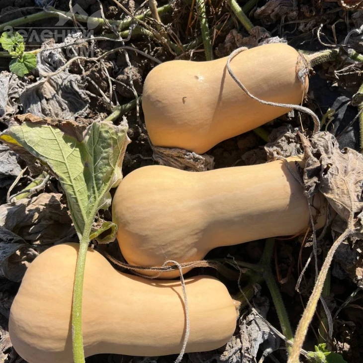 Скарлет F1 / Skarlet F1,100-110 дней фото 3