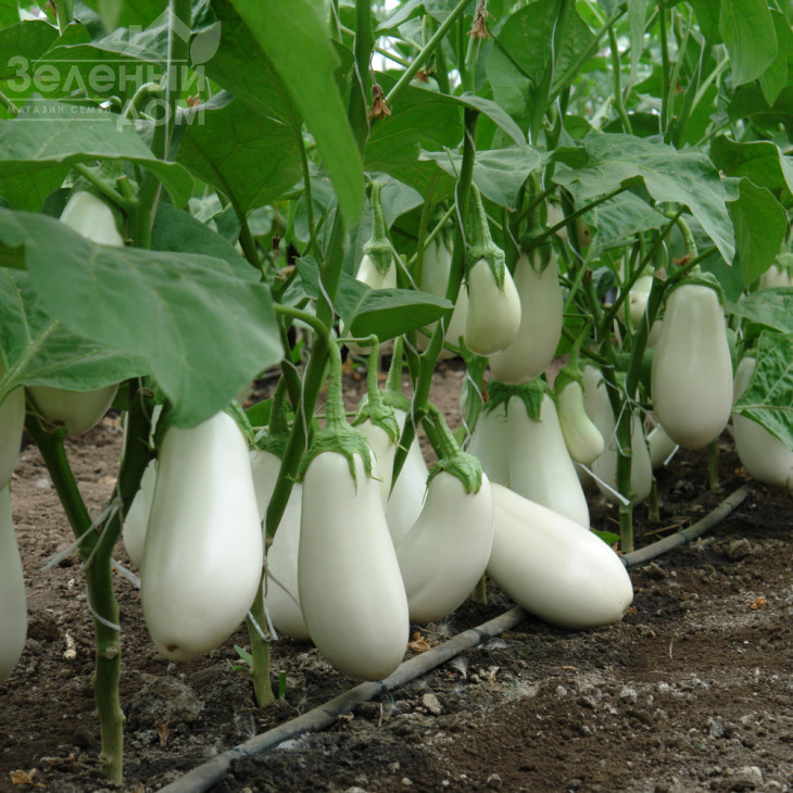 Бібо F1 / Bibo F1,50-55 днів фото 4