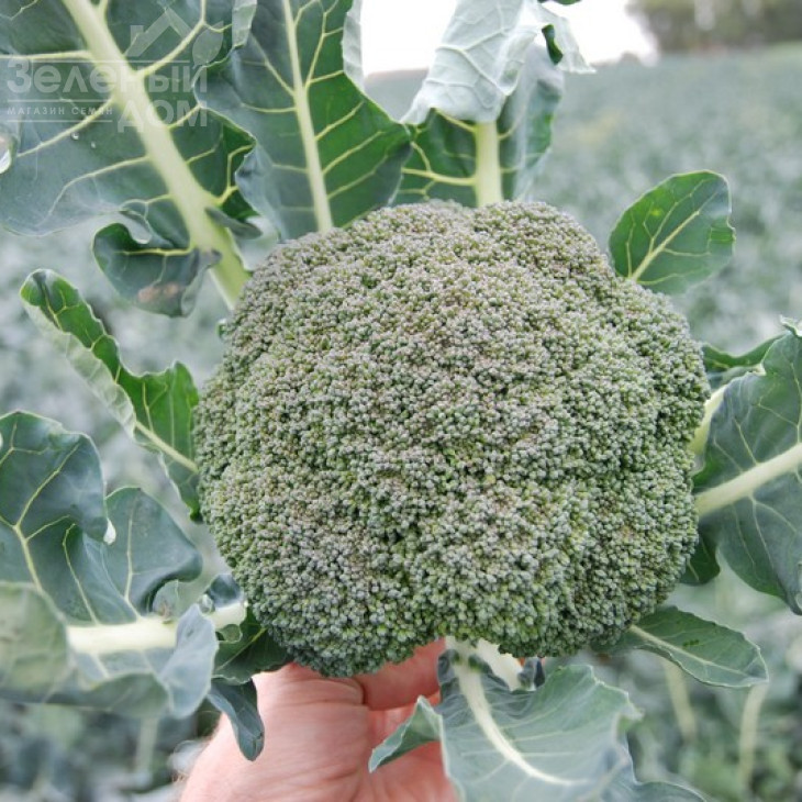 Корос F1 / Koros F1,55-65 днів фото 4