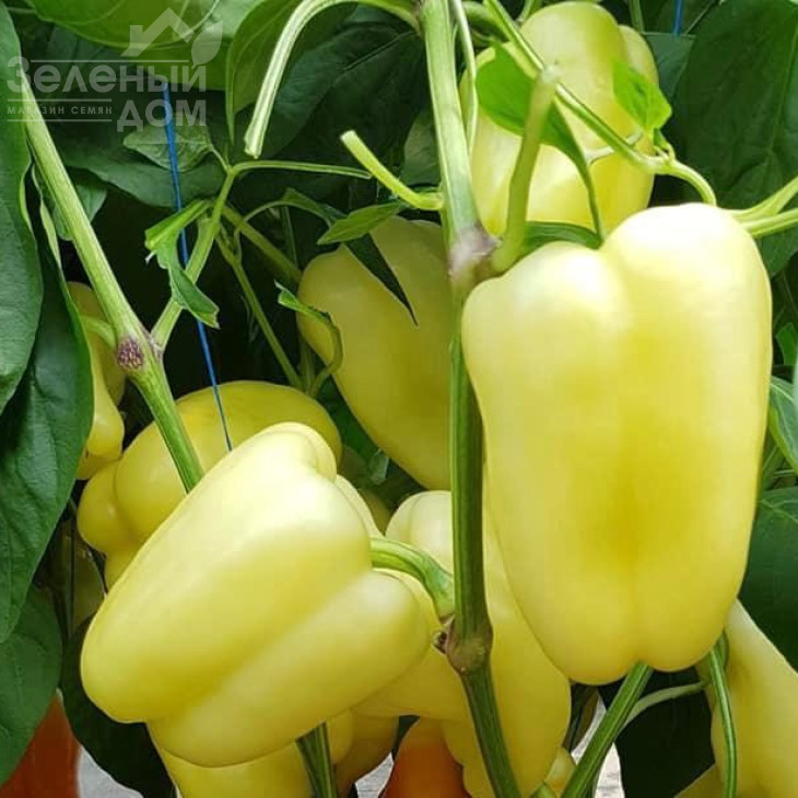 Барлем F1 / Barlem F1, 62-65 днів фото 2