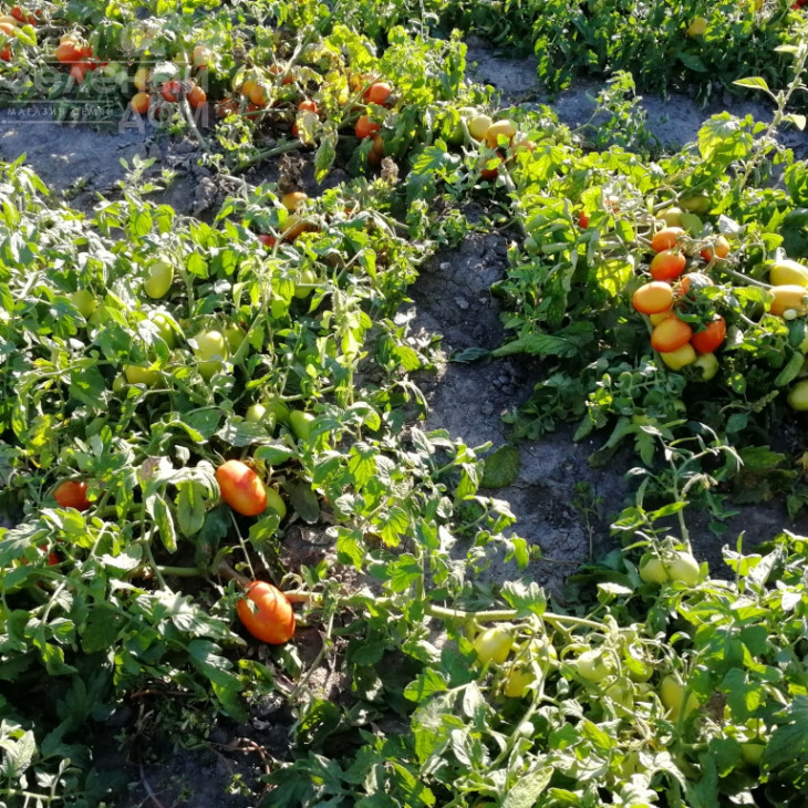 Хантер F1 / Hanter F1 фото 2