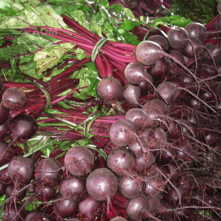 Ронда F1 / Rhonda F1,118-119 днів фото 3