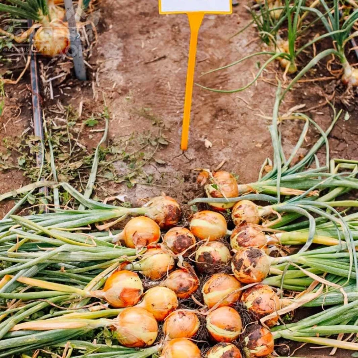 Орленда F1 / Orlenda F1,105-110 дней фото 1