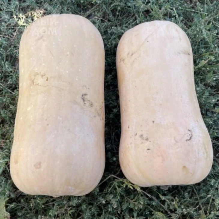 Баррель F1 / Barrel F1, 95 дней фото 3