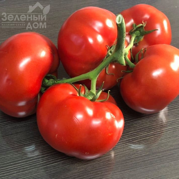 Алексіс (TS 02-6176) F1 / Alexis (TS 02-6176)  F1 фото 1