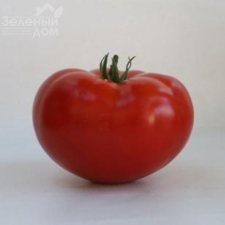 КС 202 F1 / KS 202 F1,105-115 днів фото 1